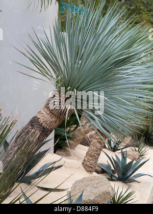 London, UK. 20. Mai 2013. Schöne blaue Yucca in einem Showgarten. London, UK. Bildnachweis: Ian Thwaites / Alamy Live News Stockfoto