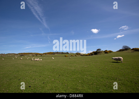 Wales Küstenweg in Nord-Wales. Malerische Aussicht auf walisischen Lämmer und Schafe grasen auf einem Feld nahe Dulas Bay. Stockfoto