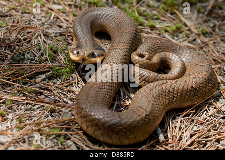 Detailansicht einer östlichen Hognose Schlange mit ihrer gespaltenen Zunge, die Luft - Heterodon Platyrhinos zu probieren Stockfoto