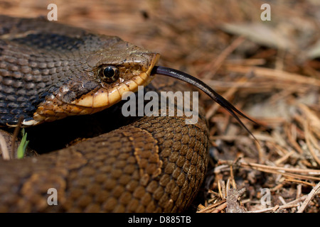 Detailansicht einer östlichen Hognose Schlange mit ihrer gespaltenen Zunge, die Luft - Heterodon Platyrhinos zu probieren Stockfoto