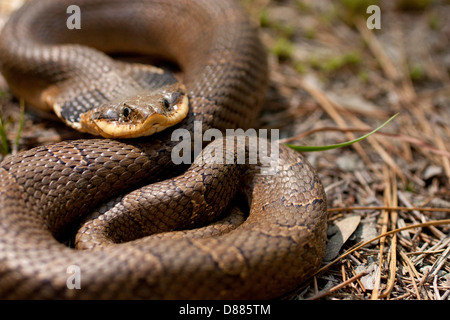 Defensive östlichen Hognose Schlange - Heterodon platyrhinos Stockfoto