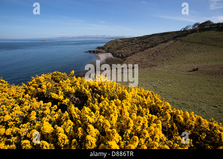 Wales Küstenweg in Nord-Wales. Malerische Aussicht auf der Ost Küste von Anglesey mit Porthygwichiaid im Hintergrund. Stockfoto