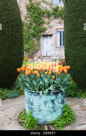 Orange Tulpen in Metall-Container auf Sissinghurst Castle, Kent, England (Tulipa Prinses Irene) Stockfoto