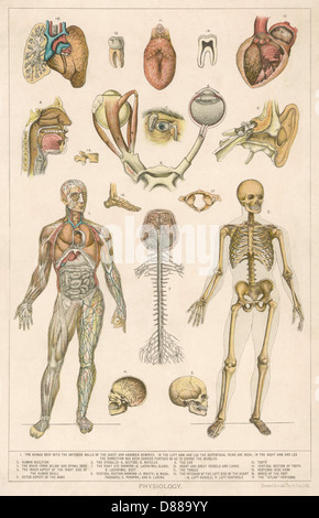 ANATOMIE/VERSCHIEDENE TEILE Stockfoto