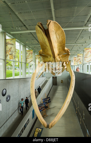 Blauwal Skelett, Beaty Biodiversität Museum, UBC, Vancouver, Britisch-Kolumbien, Kanada Stockfoto