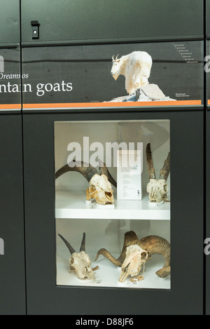 Bergziege Schädel, Beaty Biodiversität Museum, UBC, Vancouver, Britisch-Kolumbien, Kanada Stockfoto