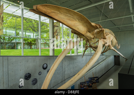 Blauwal Skelett, Beaty Biodiversität Museum, UBC, Vancouver, Britisch-Kolumbien, Kanada Stockfoto