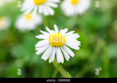 Selektiven Fokus auf der vorderen Blume Stockfoto