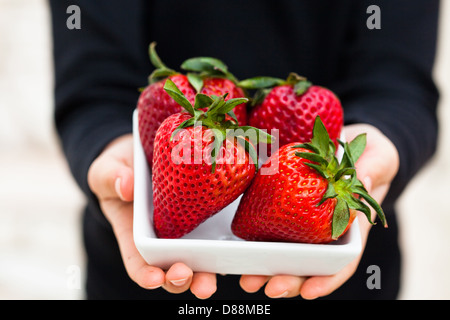 Nahaufnahme von vier großen frischen Erdbeeren in weiße Schale in Händen des jungen Kindes statt Stockfoto