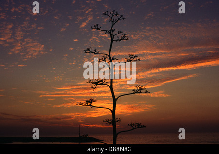 Spike von Agave Americana, allgemein bekannt als Jahrhundertpflanze Stockfoto