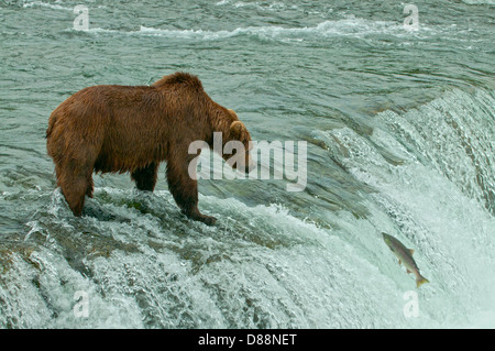 Braunbär und Lachs auf Brook Falls, Katmai NP, Alaska, USA Stockfoto