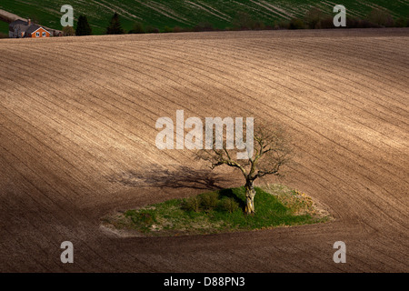 Ein einsamer Baum in einem frisch gepflügten Feld auf den South Downs in Hampshire UK Stockfoto