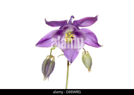 Lila Aquilegia Blumen und Knospen isoliert gegen weiß Stockfoto