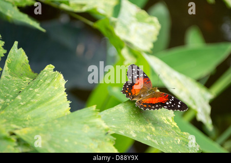 Scharlachrote Pfau oder Anartia Amathea Schmetterling im niederländischen Schmetterlingsgarten Stockfoto