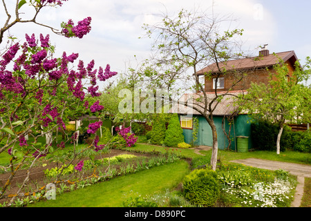 Garten mit blühenden Flieder und einer smaragdgrünen Rasen Landschaft Frühling erwachen Stockfoto