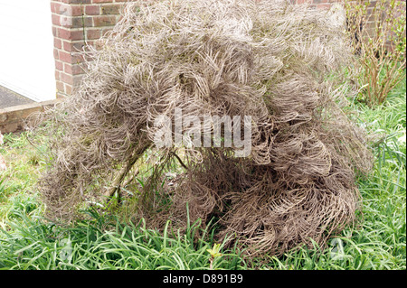 Spanische Ginster Genista starb wegen des Klimawandels & schwere Unwetter Stockfoto