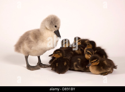 Höckerschwan Cygnet und Stockente Entenküken im studio Stockfoto