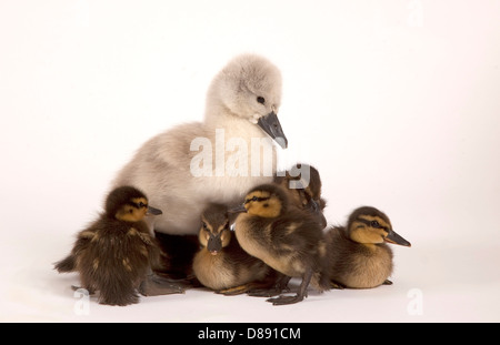 Höckerschwan Cygnet und Stockente Entenküken im studio Stockfoto