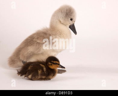 Höckerschwan Cygnet und juvenile Stockente im studio Stockfoto