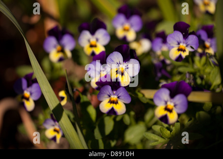 Gelbe und violette Viola blüht in einem ruhigen Frühlingsgarten in der Bretagne, Frankreich Stockfoto