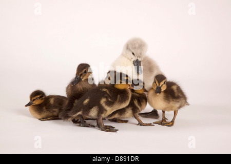 Höckerschwan Cygnet und Stockente Entenküken im studio Stockfoto