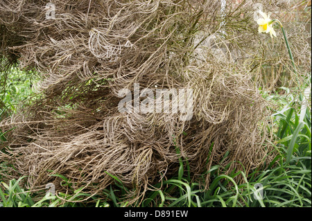 Spanische Ginster Genista starb wegen des Klimawandels & schwere Unwetter Stockfoto