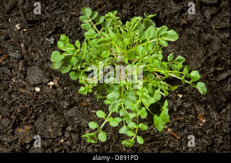 Behaarte Schaumkraut, Cardamine Hirsuta, Pflanze vor der Blüte Stockfoto