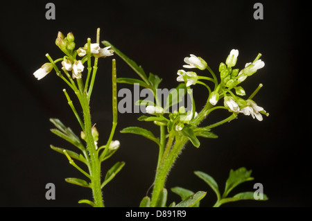 Blumen von Behaarte Schaumkraut, Cardamine Hirsuta, Stockfoto