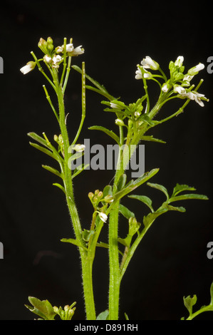 Blumen von Behaarte Schaumkraut, Cardamine Hirsuta, Stockfoto