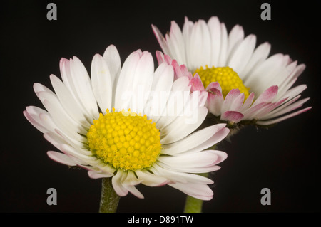 Blume des ein Gänseblümchen, Bellis Perennis, mit einem leichten rosa Schimmer Stockfoto