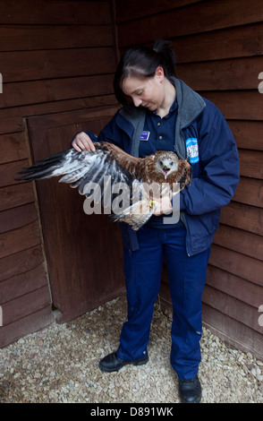 Juvenile Rotmilan-Gesundheits-Check in Voliere Stockfoto