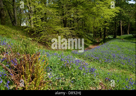 Glockenblumen blühen im Blackbury Camp, ein Devon Eisenzeit Fort, mit Buche und Eiche Bäume in junges Blatt an einem hellen Frühlingstag Stockfoto