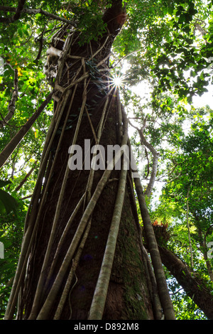 Ein Strangular Fig, wickelte sich um einen riesigen Baum im Daintree Regenwald, mit einer Sonne platzen kommen durch die Baumkronen Stockfoto