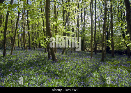 Glockenblumen blühen im Blackbury Camp, ein Devon Eisenzeit Fort, mit Buche und Eiche Bäume in junges Blatt an einem hellen Frühlingstag Stockfoto