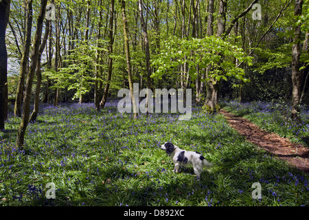 Glockenblumen blühen im Blackbury Camp, ein Devon Eisenzeit Fort, mit Buche und Eiche Bäume in junges Blatt an einem hellen Frühlingstag Stockfoto