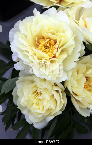 Paeonia Bartzella, dargestellt durch Binnny bei der RHS Chelsea Flower Show 2013 Stockfoto