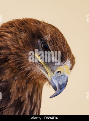 Nahaufnahme von einem weiblichen Harris Hawk in Alarmbereitschaft Stockfoto