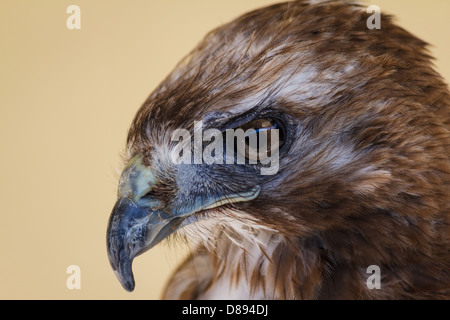 Extreme Nahaufnahme von einem Mäusebussard im Profil. Stockfoto