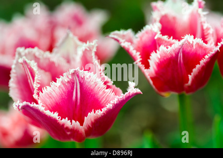 Blumen: zwei frische rote Tulpen auf natürliche unscharfen Hintergrund, niedrige DOF, soft-Fokus Nahaufnahme. Stockfoto