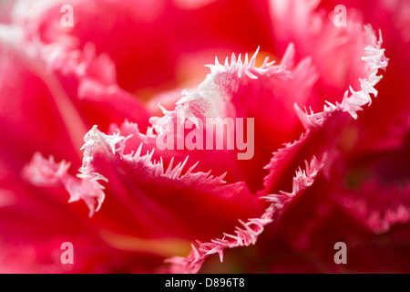 Blüte: leuchtend rote Tulpe Blütenblätter, close-up erschossen, Tiefenschärfe, flachen DOF. Schönen abstrakten floralen Hintergrund. Stockfoto