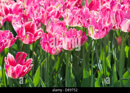 Blumen: Gruppe von frischen rosa Tulpen im Blumenbeet. Schöne florale abstrakten Hintergrund Stockfoto