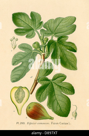 Ficus (Abb.) Stockfoto