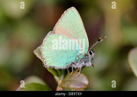 Grüner Zipfelfalter Callophrys Rubi weiblich Stockfoto