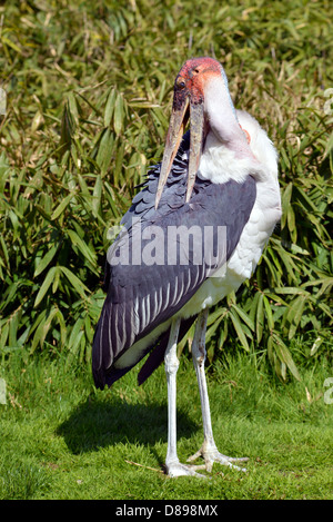 Marabu (Leptoptilos Crumeniferus) stehen auf dem Rasen und das Gefieder reinigen Stockfoto