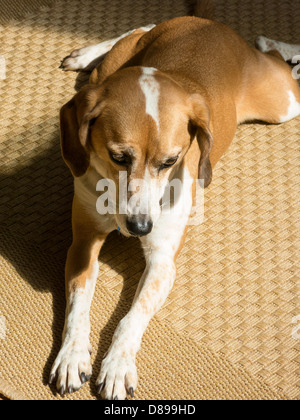 Nahaufnahme, gemischte Rasse Hund, USA Stockfoto