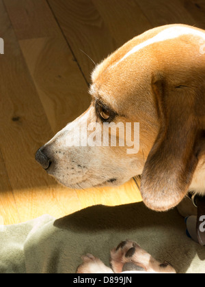 Nahaufnahme, gemischte Rasse Hund, USA Stockfoto