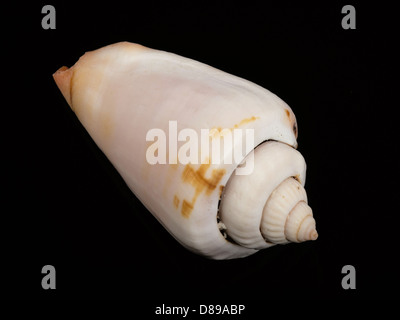 weisse Muscheln auf schwarzem Hintergrund isoliert Stockfoto