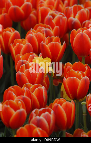 Rote und gelbe Bunte Tulpen Tulpe Zeitpunkt in Holland, Michigan, USA. Stockfoto