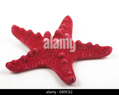 Red Sea Star isoliert auf weißem Hintergrund Stockfoto