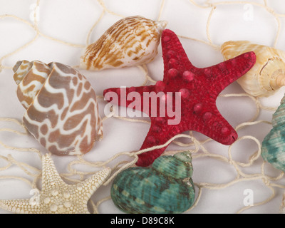 Muscheln und Seesterne gefangen in einem Fischernetz für den Einsatz als aquatische Inferenz oder dekorativen Hintergrund weiß. Stockfoto